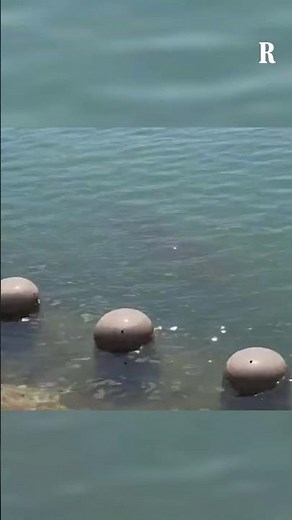 La squalo mania di Busan, in 600mila per vedere Bukang-i: esemplare bloccato nel canale da 12 giorni