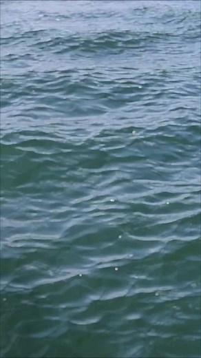 Mola Mola: The Giant Ocean Sunfish