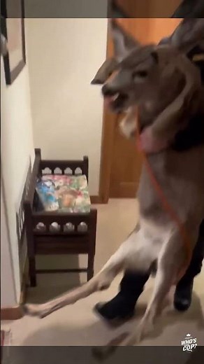 Police Officer Carries a Deer Out of Someone’s House 😳🦌🚔 | Viral Short