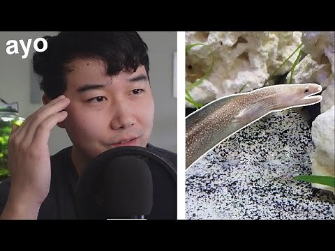 this fish tank's APEX Predator will SHOCK YOU | Fish Tank Review 245