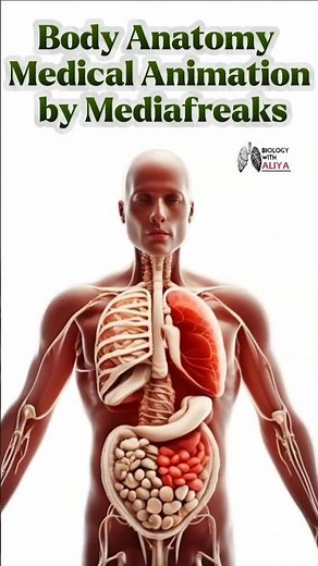 Body Anatomy Medical Animation by Mediafreaks #body #anatomy #shorts