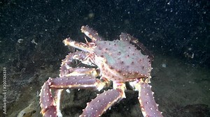 Giant King crab in underwater nature in clean transparent water walks on cold seabed Barents Sea in search food. Diving and unique footage on background of blue marine in Arctic ocean. Wildlife video. Stock Video