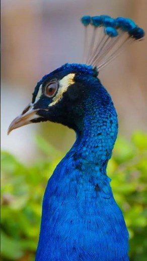 Epic Flamingos in Cinematic 4K – Ultra HD Video #shorts #4KEpicHorizon #wildlife #nature #4k