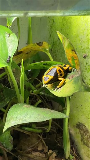 Meet the Bumblebee Poison Dartfrog! (dendrobates leucomelas) #poisondartfrog #bumblebeepoisondartfrog #dartfrog #frog #dendrobates