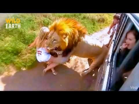 Craziest Animal Attacks Ever Caught On Camera | Amazing Animals #183