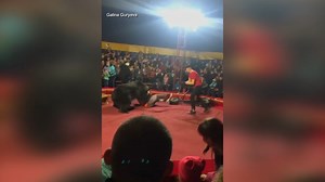 Circus bear attacks trainer in Russia: Video
