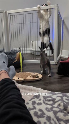 A little reminder that these sweet boys are still available for adoption at FosterBabyCats.org 📍 Columbus, OH #cats #cat #gato #kittens #babycats #tinykittens #babykittens #cutebabykittens #babyfloof #floof #bottlebaby #newbornkittens #tigerbaby #babytiger | FosterBabyCats