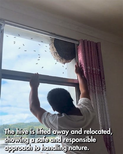 Safe Beehive Removal in Action #BeeCare #NatureSafety #HiveRelocation | Pixplor