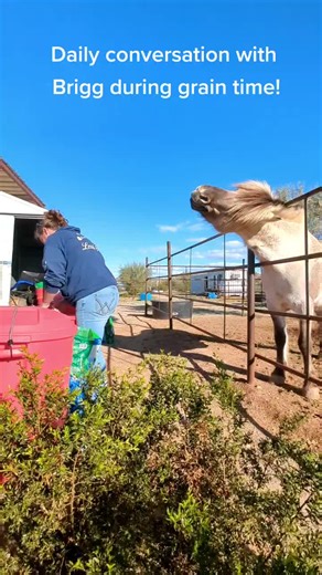 Funny Fjord Horse Demands Grain in Hilarious Video