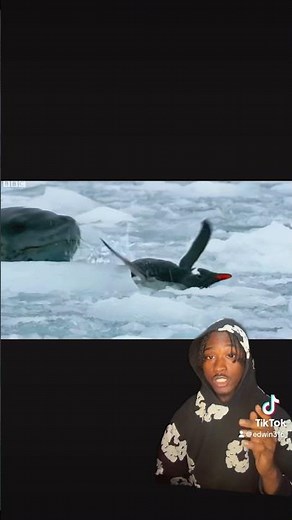Leopard seal vs Elephant Seal part 1 🦭 #explore #animals