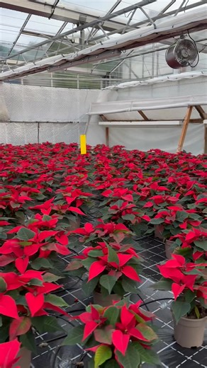 New poinsettia update | Smithy Farm Nurseries