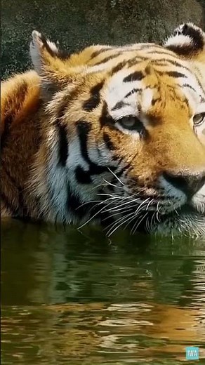 Incredible Tiger Facts 🐯