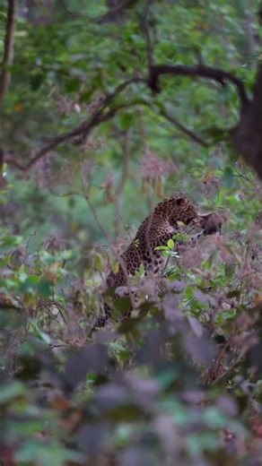 Leopard Hunts and Attacks Baby Baboon in Tree Tops