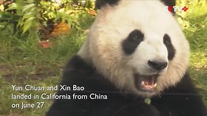 The panda pair that arrived at the San Diego Zoo from China earlier this summer made their eagerly-awaited public debut in the zoo on Thursday, after the opening ceremony of the renovated Panda Ridge. https://www.cctvplus.com/news/20240809/8389405.shtml#!language=1 | CCTV