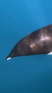 131K views · 7K reactions | Northern right whale dolphins cruising...