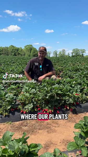 It's gonna be a great weekend for u-pick! Join us for u-pick strawberries, weekend activities, and treats in our Country Market & Bakery. 🍓 To view our U-Pick prices and hours, visit our website, select