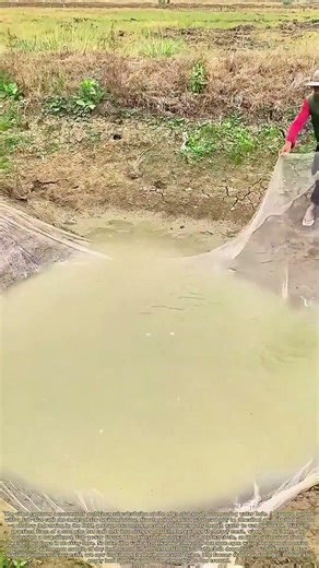 Overkill in the Puddle: When the Net Swallows the Pond Whole