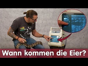 Python Zucht, wann kommen denn die Eier? | Die vierte Haut ist wichtig! | 3 Phasen der Entwicklung
