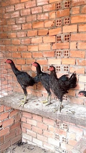 Top jap bươi chà _1tr/con_ 0379.486.114