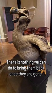 Extinction truly means forever… or does it, @colossal ? #extinction #extinct #prehistoy #animals #animallove | Prehistoric dinosaur hub