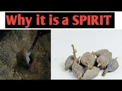 ALLIGATOR PEPPER is a SPIRIT