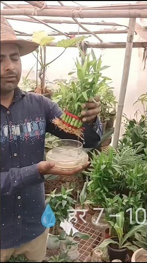 Summer 🌞 Good Luck Bamboo 🎍 Care tips. #bambooplantcare