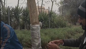 2.7K views · 114 reactions | Mealybug prevention | ISLAM Nursery FARM | Facebook