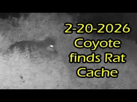 2 10 2026 Coyote finds Rat Cache