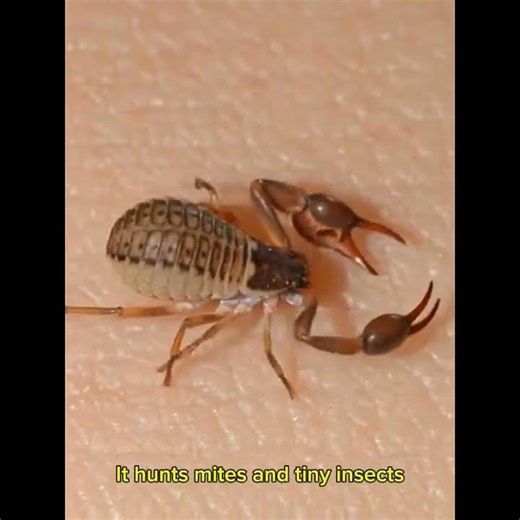 A Scorpion That Lives in Your House? #HiddenCreatures #TinyCreatures