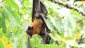 True Facts About The Fruit Bat