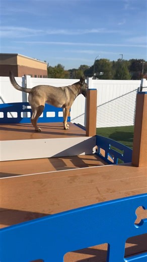 ✨ Now Open in Oakdale! ✨ Enrichment Dog Daycare at the brand new Companion Animal Center is officially open! This isn’t traditional daycare—it’s EPIC Enrichment: engaging activities, safe social play, and structured care designed to support your dog’s mind, body, and instincts. Our Fear Free–pledged team makes sure every pup feels comfortable, happy, and cared for. 📍 12,000 SF of indoor & outdoor play areas 🐾 Daily enrichment in purpose built spaces 💬 Personalized updates so you always know h