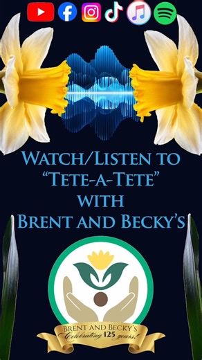 Stunning Lily Varieties_ Conca d'Or, Empoli, and Regale!#bulbchat #gardening #lilies #springgardening #brentandbeckys | Brent and Becky's