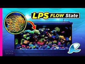 LPS and Softies Galore | 120 Gallon Tank Tour