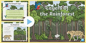 Layers of the Rainforest PowerPoint for K-2nd Grade