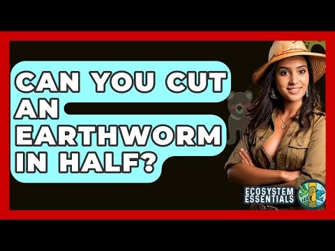 Can You Cut An Earthworm In Half? - Ecosystem Essentials