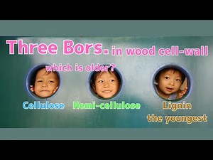 Three Bors. in wood cell wall ~ cellulose, hemicellulose, and lignin ~