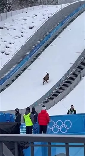 Mountain Goat Climbs Olympic Ski Jump: A Stunning Sight!