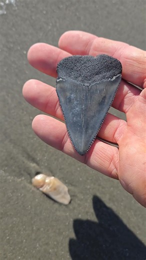 I fell in love with this XL Great White tooth. #charleston #fossils | Island Cove Charters
