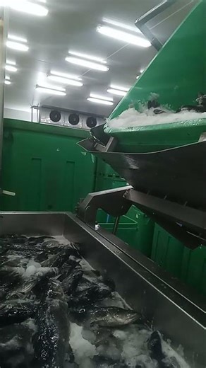 fish grading for machine 🤘