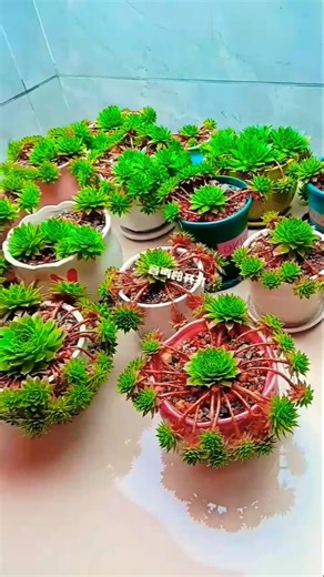 The Aeonium arboreum prefers cool temperatures and dislikes heat, but it is frost-resistant...