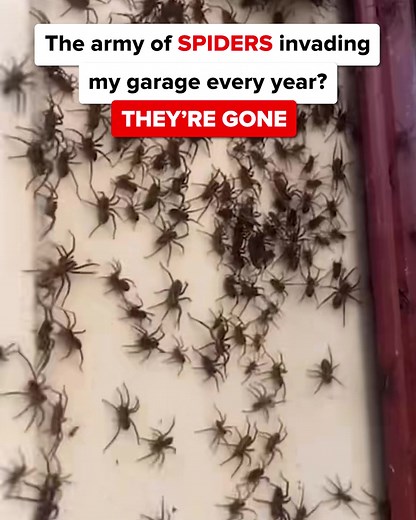 No need for a million products to protect your home from pests. This...