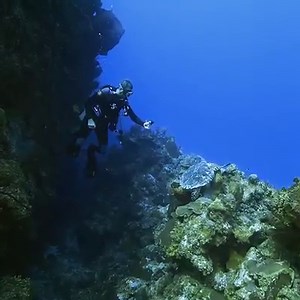 Little Cayman's turtles are not camera shy... letting our divers capture some incredible images! Video credit: Jim Hellemn | Little Cayman Beach Resort