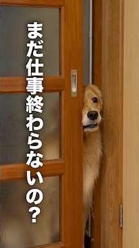 My dog puts way too much pressure on me to finish work early...【Golden Retriever / Border Collie】...