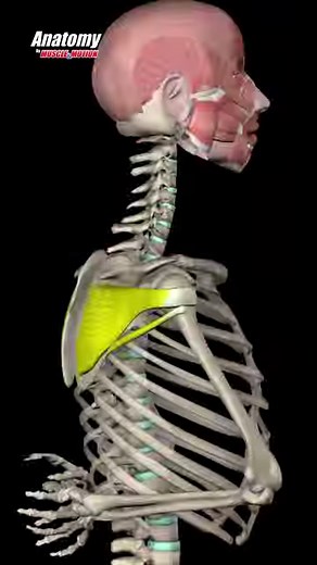 𝗧𝗵𝗲 𝗜𝗡𝗙𝗥𝗔𝗦𝗣𝗜𝗡𝗔𝗧𝗨𝗦 𝗺𝘂𝘀𝗰𝗹𝗲 𝗶𝗻 𝟯𝗗 🙂 👉 It’s a thick, triangular muscle that occupies most of the scapula's dorsal surface. 👉 It’s one of the four rotator cuff muscles. 👉 It originates from the infraspinatus fossa of the scapula. 👉It inserts at the greater tubercle of the humerus. 👉 Its primary function is shoulder external rotation. If you want to learn more about the Infraspinatus muscle, Check out our Apps to boost your anatomy knowledge. Watch in 3D the origin, ins
