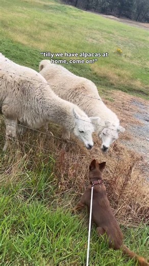 Annalise & Tilly on Instagram: "I’ll never forget when I posted a photo of Maisy (🦙 dog) and a friend texted me saying “did you find her in a bin?” 🤣🤣 poor gal, it’s her personality that counts x #funnydog #uglydog #mutt #kelpie #australiankelpie"