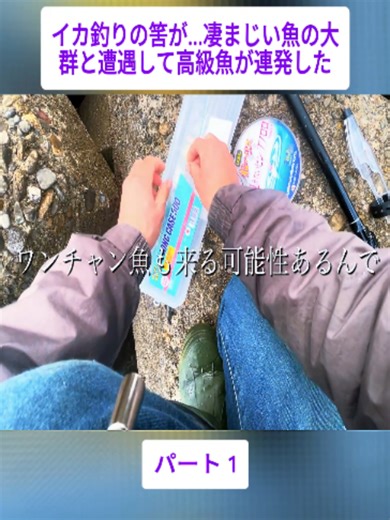 【衝撃】イカ釣りの筈が…凄まじい魚の大群と遭遇して高級魚が連発した！！#1 #釣りドラ #釣りに行く #fishinglife #fishing #videoviral #japan #foryoupage❤️❤️ #fyp #viral #fpy