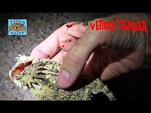 Horned Lizard Squirts Blood From Eye