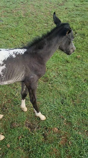 Last one of the season. And the one that we wanted. Black and white filly. Absolutely beautiful. Meet Soraya | Whitedove Appaloosa Stud