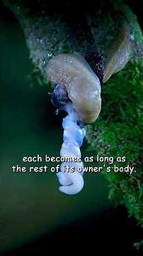 🔥😱Ancient Love Making #wildlife #wildlifefacts #earthscience #wildlifevideo #fypage #fypviral