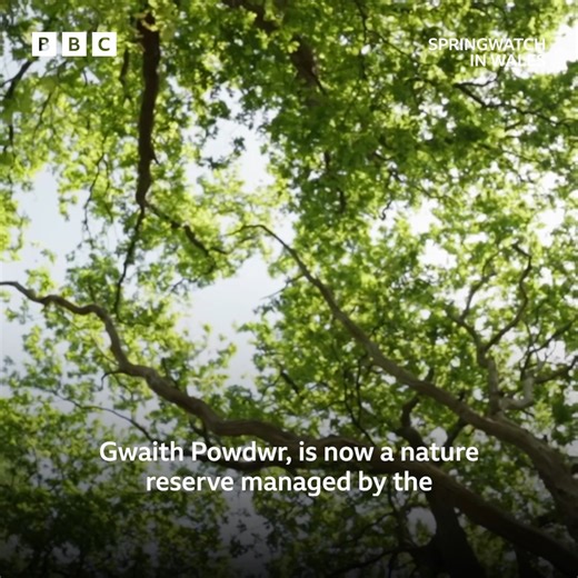 A nature reserve in north Wales with an explosive past 🐦🌼 #SpringwatchinWales #iPlayer #naturereserve #historical #Cymraeg | BBC Cymru Wales